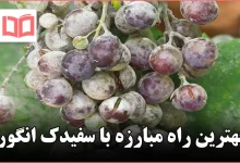 بهترین راه مبارزه با سفیدک انگور