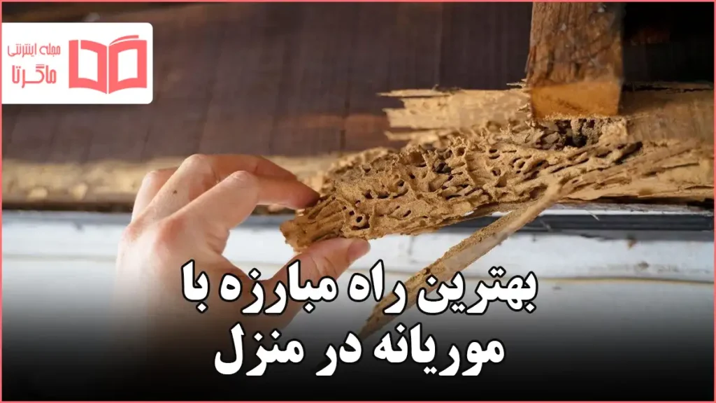 بهترین راه مبارزه با موریانه در منزل