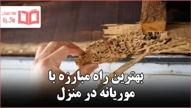 بهترین راه مبارزه با موریانه در منزل