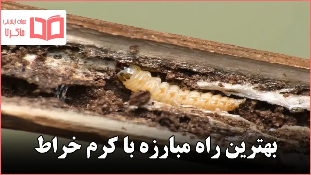 بهترین راه مبارزه با کرم خراط