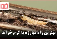 بهترین راه مبارزه با کرم خراط
