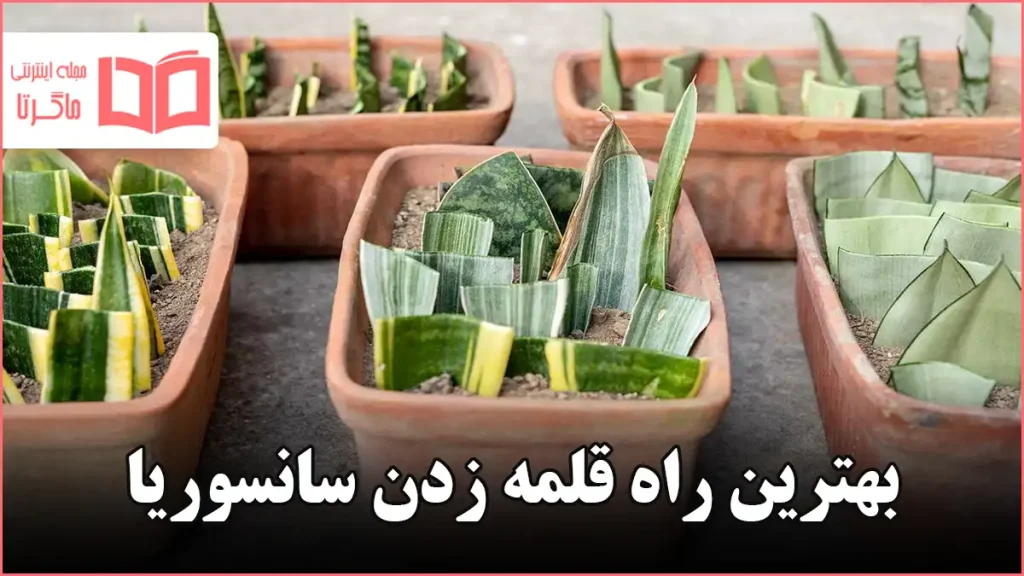 بهترین راه قلمه زدن سانسوریا