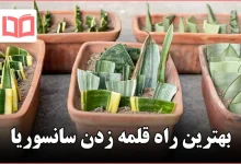 بهترین راه قلمه زدن سانسوریا