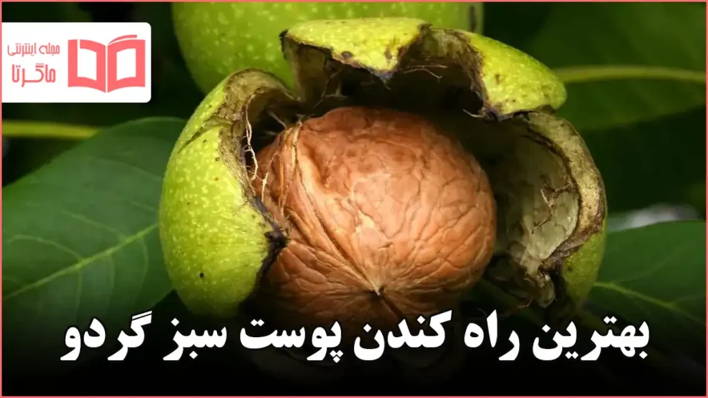 بهترین راه کندن پوست سبز گردو