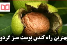 بهترین راه کندن پوست سبز گردو