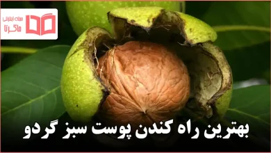 بهترین راه کندن پوست سبز گردو