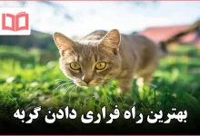 بهترین راه فراری دادن گربه