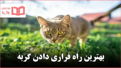 بهترین راه فراری دادن گربه