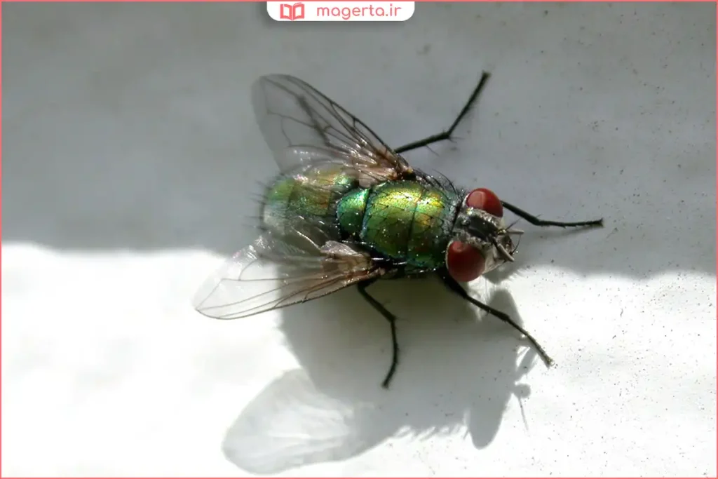 استفاده از توری پنجره برای جلوگیری از ورود مگس به خانه