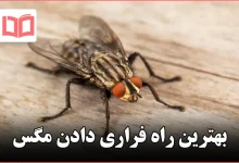 بهترین راه فراری دادن مگس