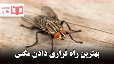 بهترین راه فراری دادن مگس