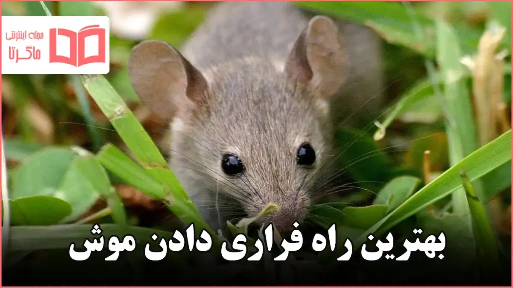 بهترین راه فراری دادن موش