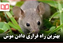 بهترین راه فراری دادن موش