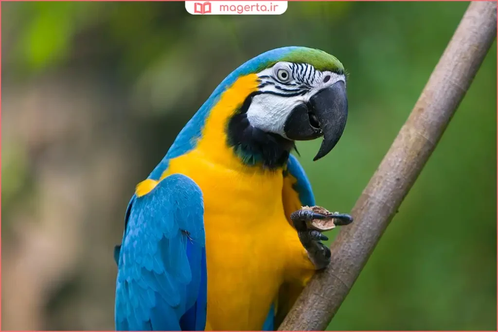 نمای نزدیک از چهره و رنگ‌بندی طوطی برزیلی