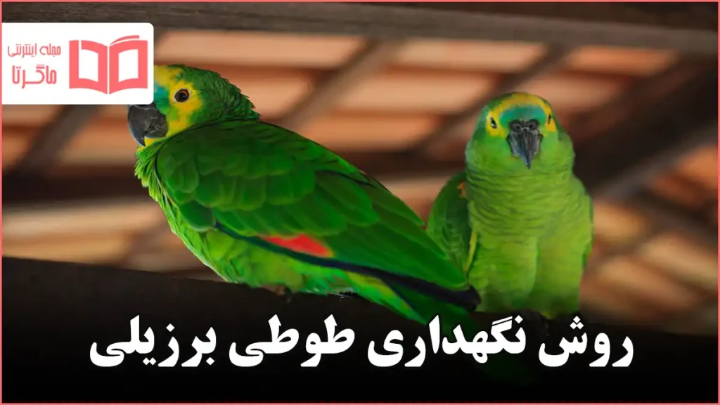 روش نگهداری طوطی برزیلی