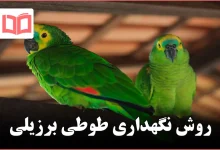 روش نگهداری طوطی برزیلی