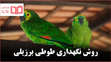 روش نگهداری طوطی برزیلی