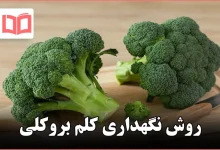 روش نگهداری کلم بروکلی