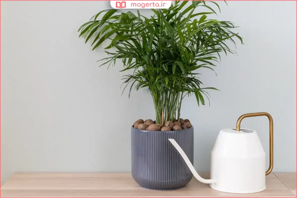 نخل شامادورا در گلدان آپارتمانی با نور ملایم
