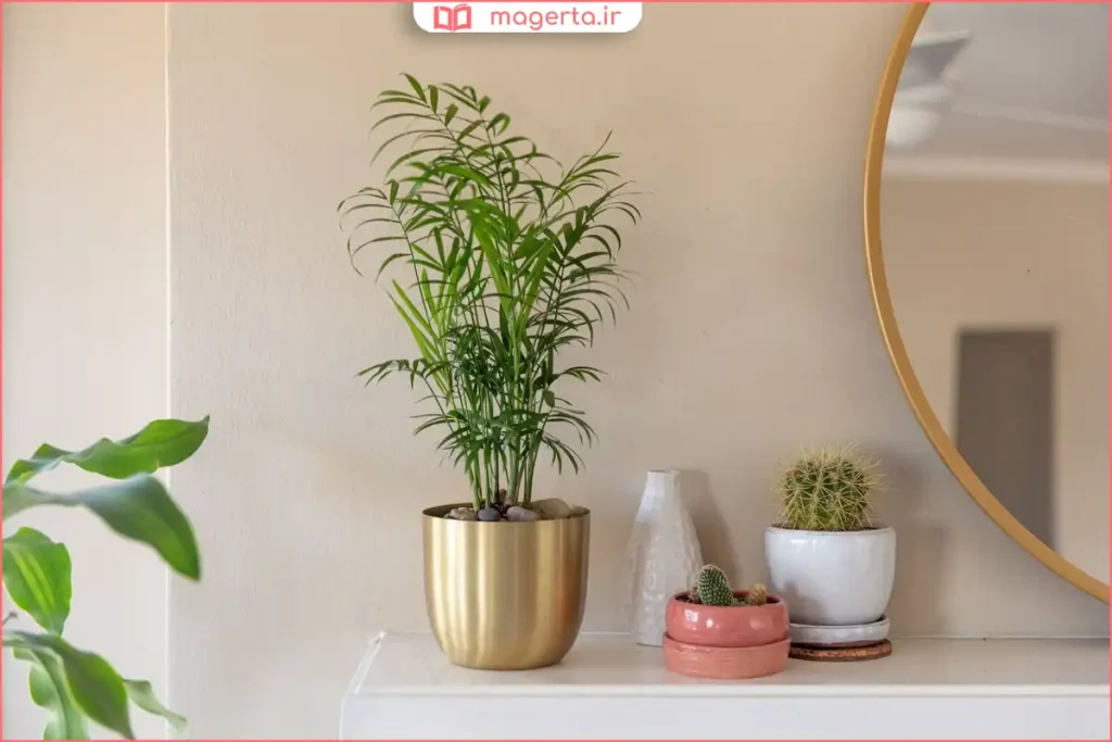 نگهداری نخل شامادورا کنار پنجره با نور غیرمستقیم