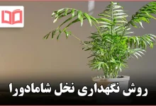 روش نگهداری نخل شامادورا