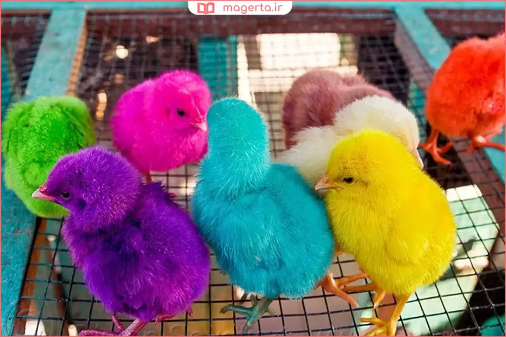 جوجههای رنگی کوچک در جعبه نگهداری با بستر مناسب