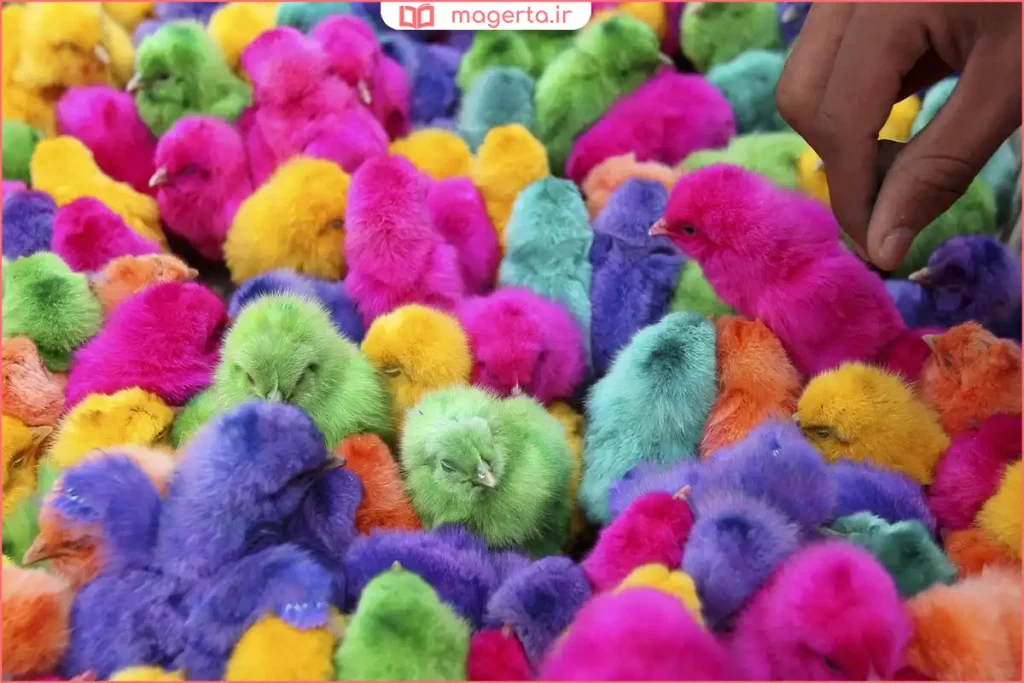 نگهداری جوجههای رنگی در فضای گرم و ایمن