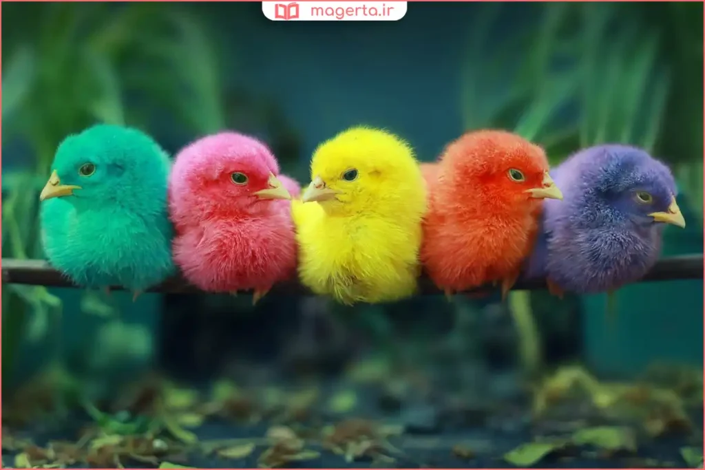 چند جوجه رنگی کنار هم با ظاهر فانتزی