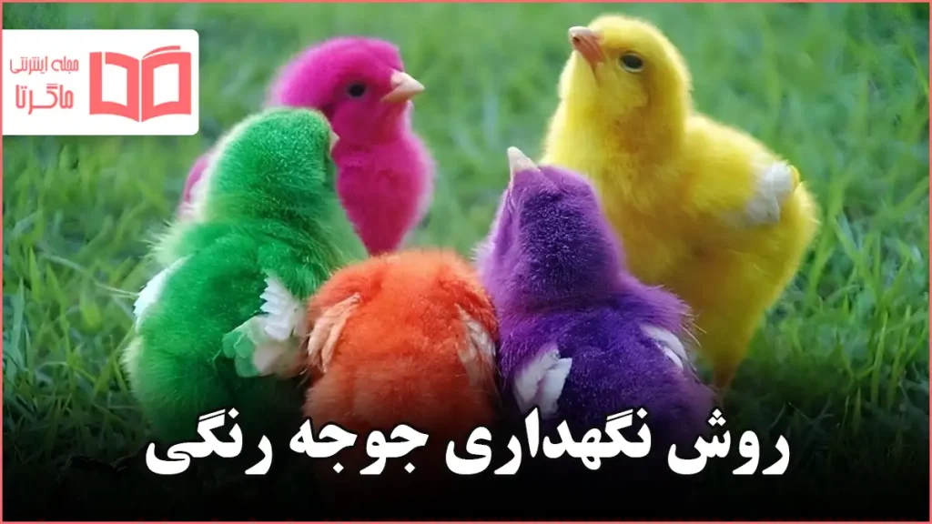 روش نگهداری جوجه رنگی