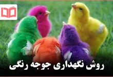 روش نگهداری جوجه رنگی
