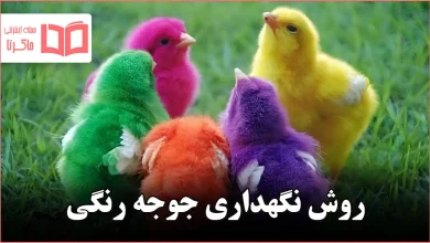 روش نگهداری جوجه رنگی