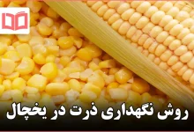 روش نگهداری ذرت در یخچال