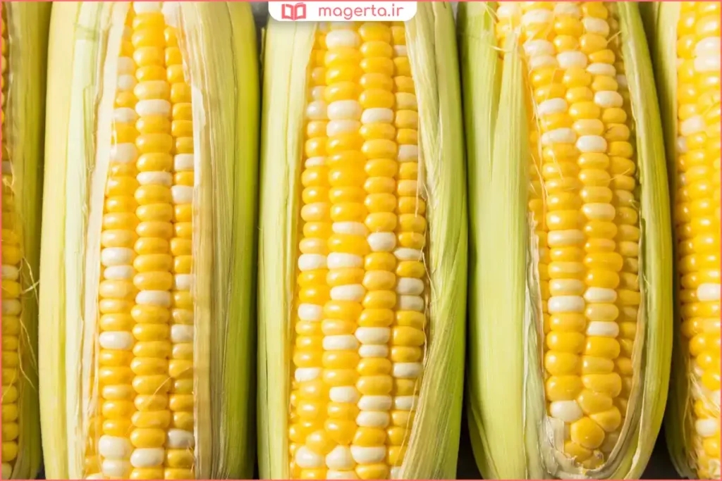 نمای نزدیک از ذرت با پوست و الیاف طبیعی آن