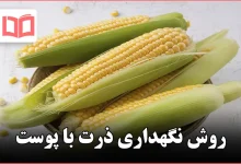 روش نگهداری ذرت با پوست