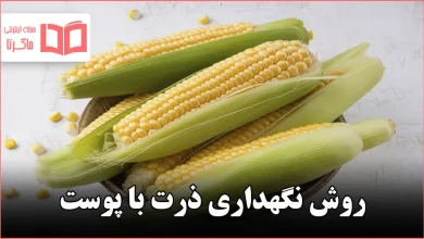 روش نگهداری ذرت با پوست