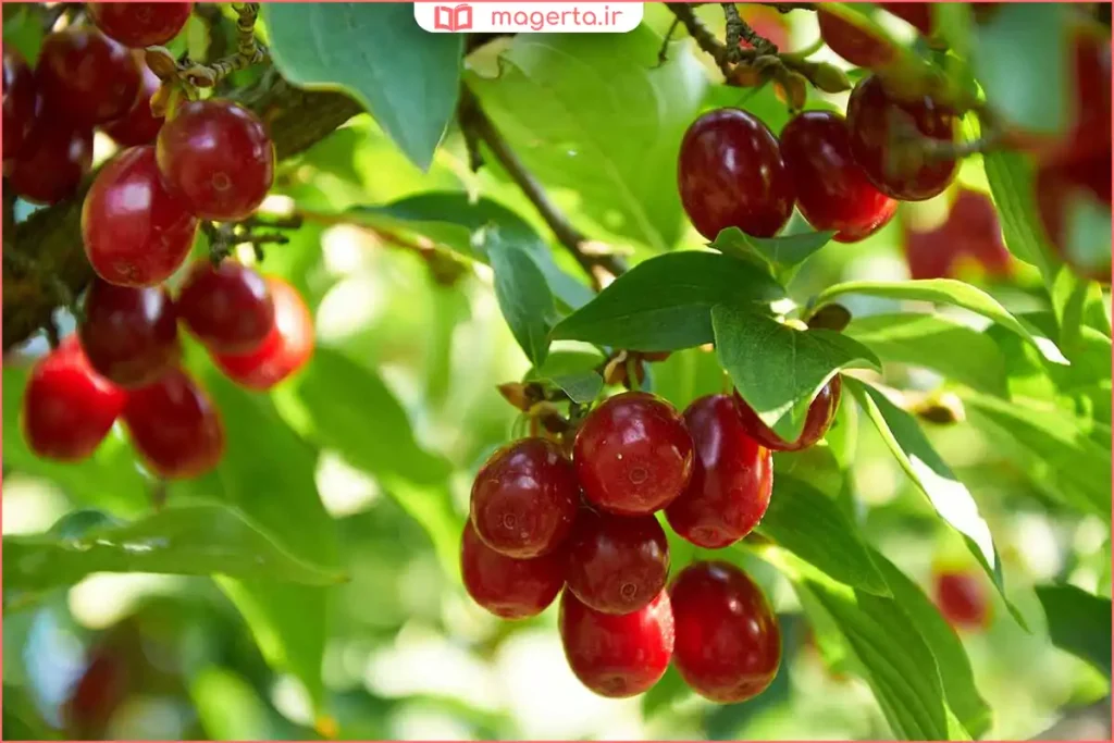 زغال اخته تازه و رسیده با رنگ قرمز تیره روی شاخه
