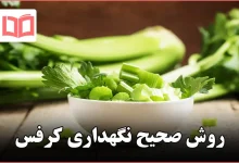 روش صحیح نگهداری کرفس