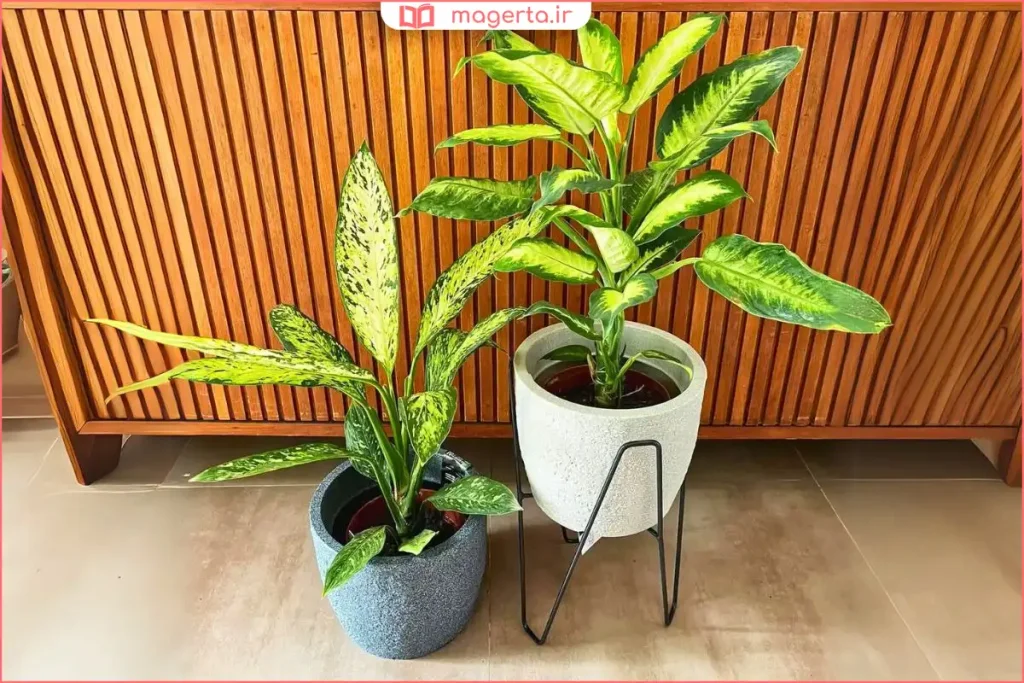 گلدان دیفن کاملیا با خاک مناسب و زهکشی استاندارد