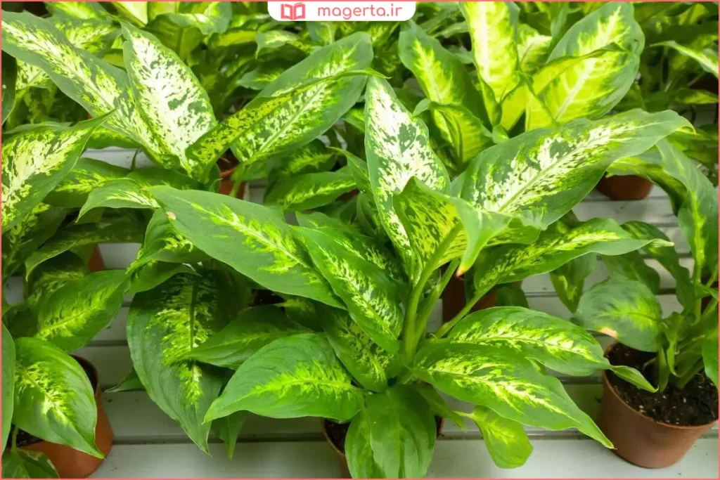 نمای نزدیک از برگهای سبز و کرم دیفن کاملیا