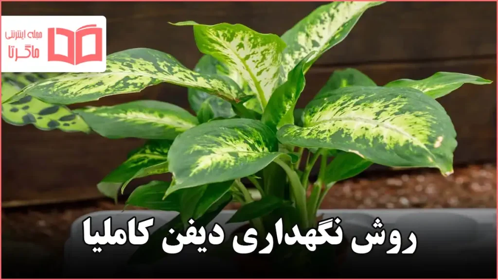 روش نگهداری دیفن کاملیا