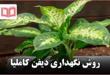 روش نگهداری دیفن کاملیا