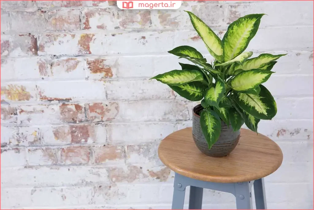 گیاه دیفن‌باخیا در گلدان خانگی با برگ‌های پهن و سبز