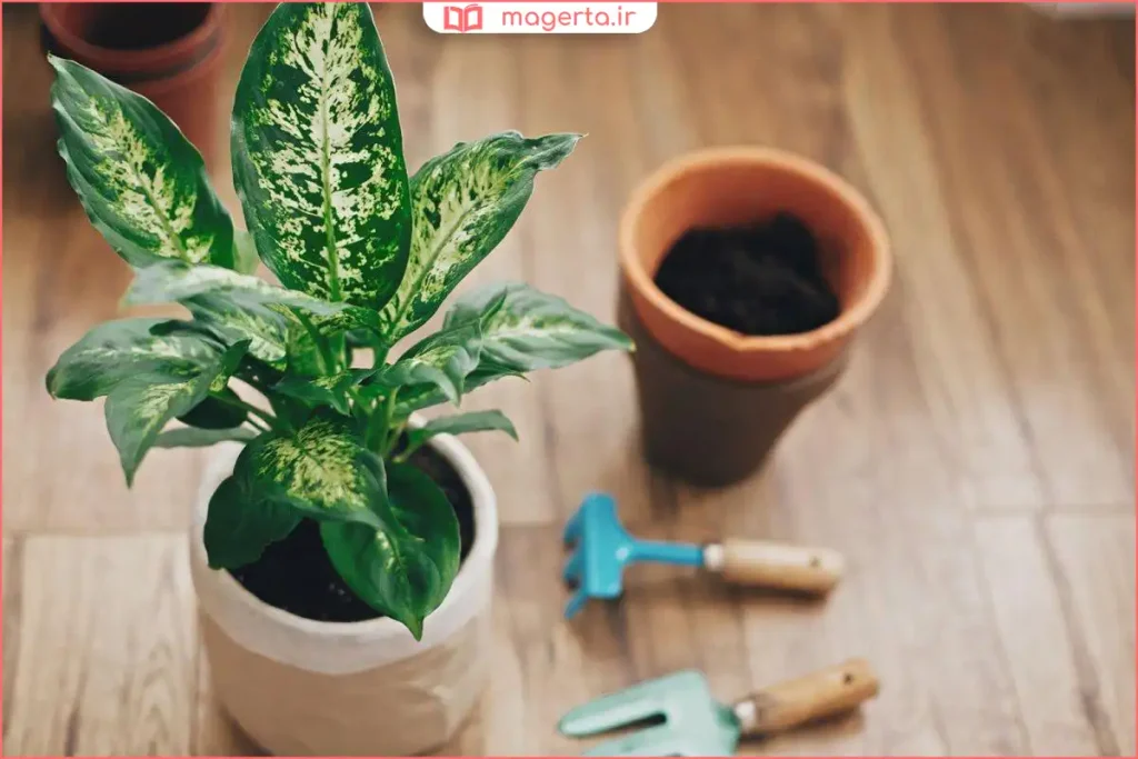 نمای نزدیک از برگ‌های طرح‌دار دیفن‌باخیا در فضای داخلی