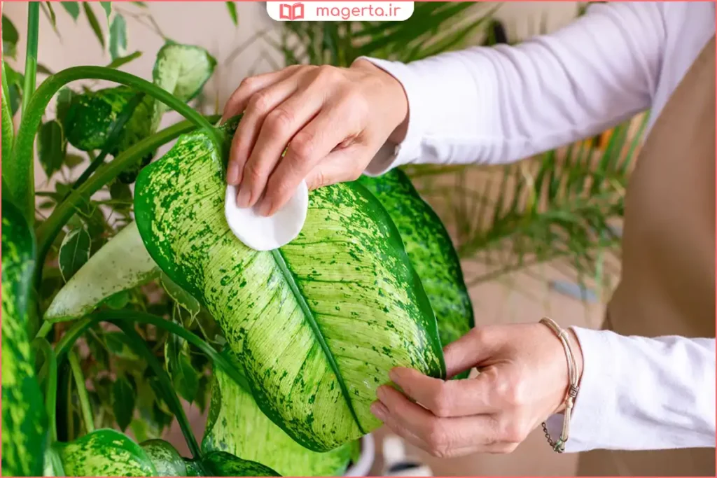 دیفن‌باخیا سالم با برگ‌های براق در گلدان آپارتمانی