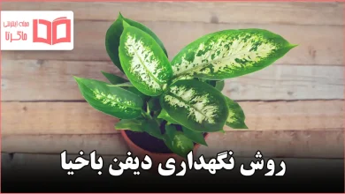 روش نگهداری دیفن باخیا