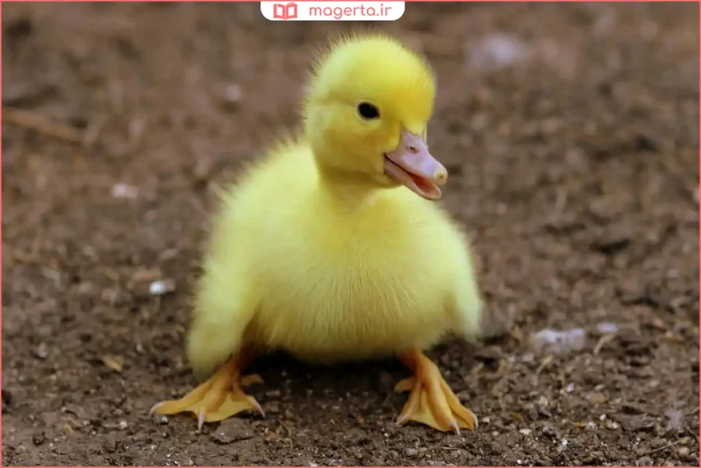 نگهداری جوجه اردک در محیط گرم و ایمن