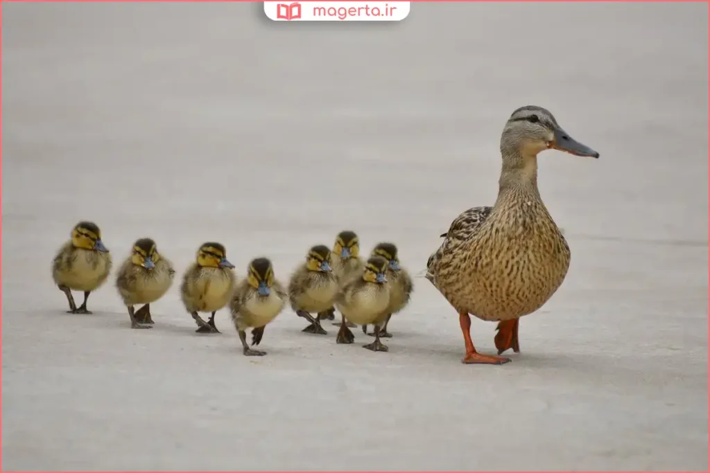 جوجه اردک در حال غذا خوردن با دان مخصوص