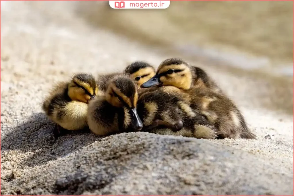 جوجه اردک کوچک کنار آب با مراقبت مناسب