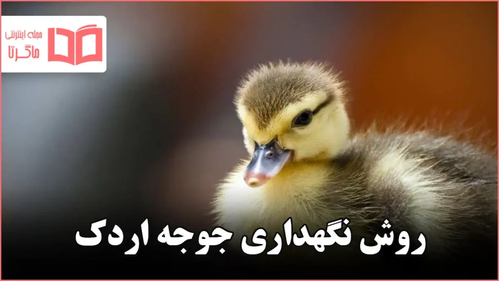 روش نگهداری جوجه اردک