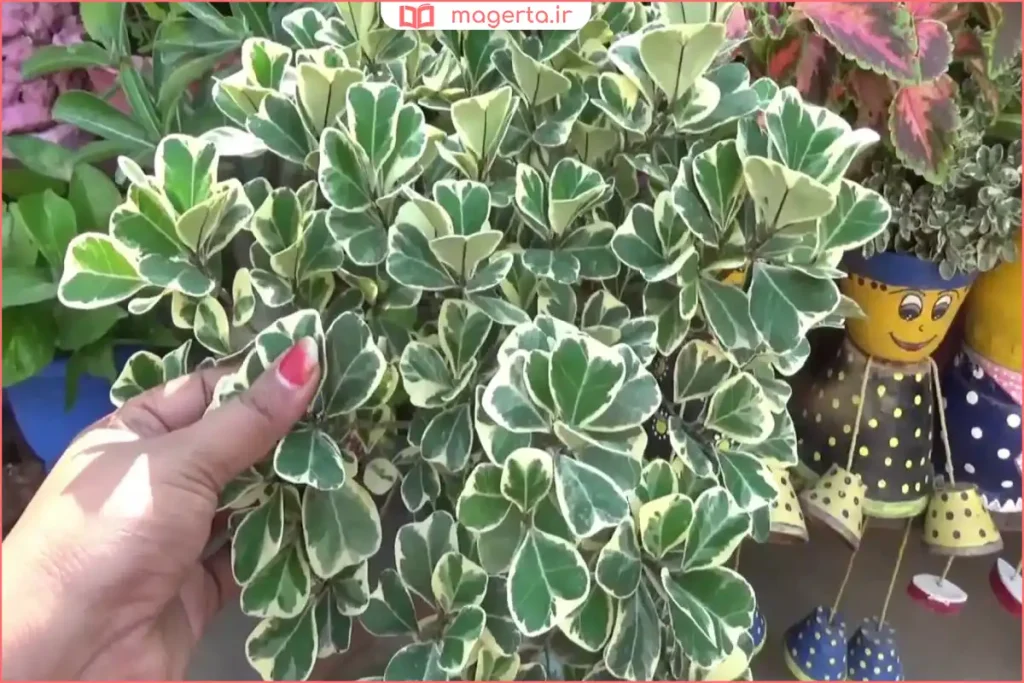 نگهداری فیکوس دلتا در گلدان با خاک مناسب و زهکشی خوب